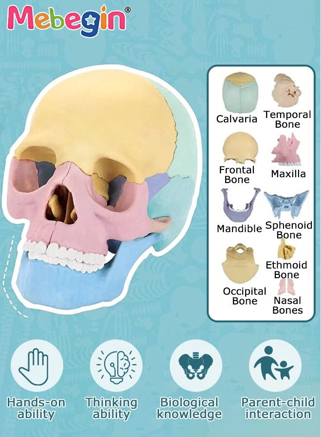 ميبيجين نموذج تشريح الجمجمة المكون من 17 جزءًا، مجموعة نماذج الجمجمة البشرية القابلة للفصل مع 10 بطاقات معرفية، معدات تعليمية للعيادات الطبية وعيادات الأسنان، رائعة للتدريس في المدارس، أداة عرض للأبحاث ومستلزمات زينة المختبرات، 8.6*14.5*11 سم - Image 2