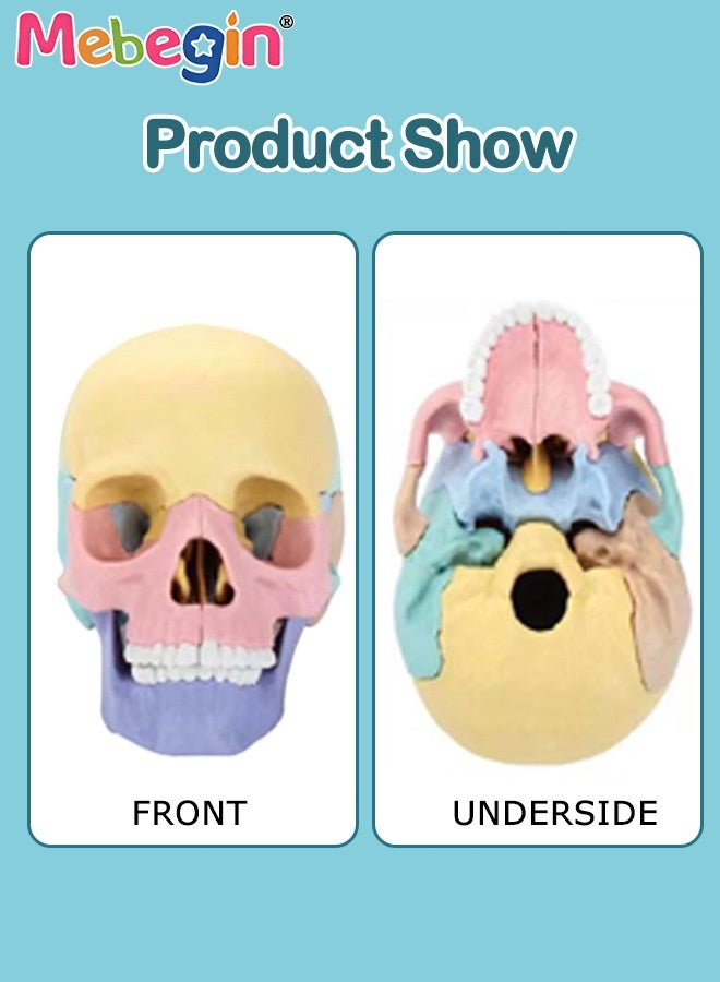 ميبيجين نموذج تشريح الجمجمة المكون من 17 جزءًا، مجموعة نماذج الجمجمة البشرية القابلة للفصل مع 10 بطاقات معرفية، معدات تعليمية للعيادات الطبية وعيادات الأسنان، رائعة للتدريس في المدارس، أداة عرض للأبحاث ومستلزمات زينة المختبرات، 8.6*14.5*11 سم - Image 4