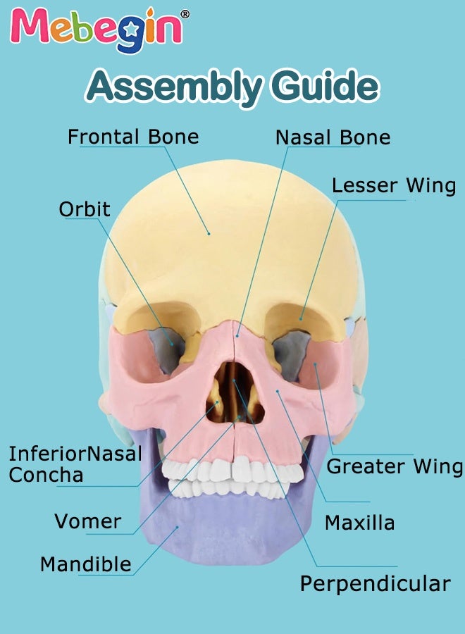 ميبيجين نموذج تشريح الجمجمة المكون من 17 جزءًا، مجموعة نماذج الجمجمة البشرية القابلة للفصل مع 10 بطاقات معرفية، معدات تعليمية للعيادات الطبية وعيادات الأسنان، رائعة للتدريس في المدارس، أداة عرض للأبحاث ومستلزمات زينة المختبرات، 8.6*14.5*11 سم - Image 5