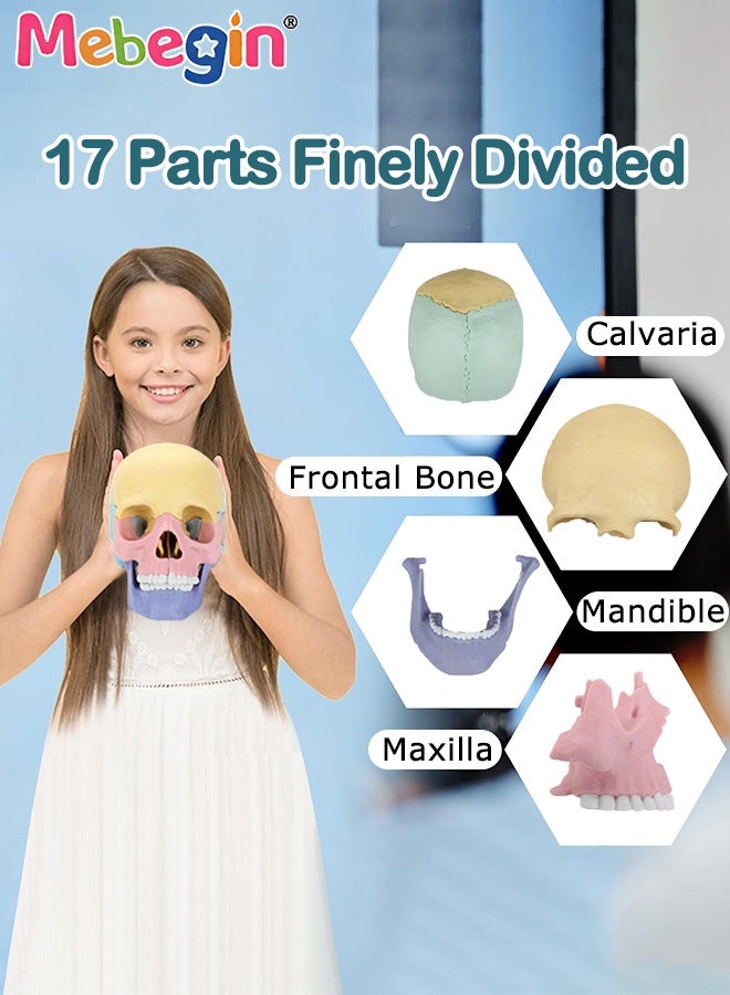 ميبيجين نموذج تشريح الجمجمة المكون من 17 جزءًا، مجموعة نماذج الجمجمة البشرية القابلة للفصل مع 10 بطاقات معرفية، معدات تعليمية للعيادات الطبية وعيادات الأسنان، رائعة للتدريس في المدارس، أداة عرض للأبحاث ومستلزمات زينة المختبرات، 8.6*14.5*11 سم - Image 3