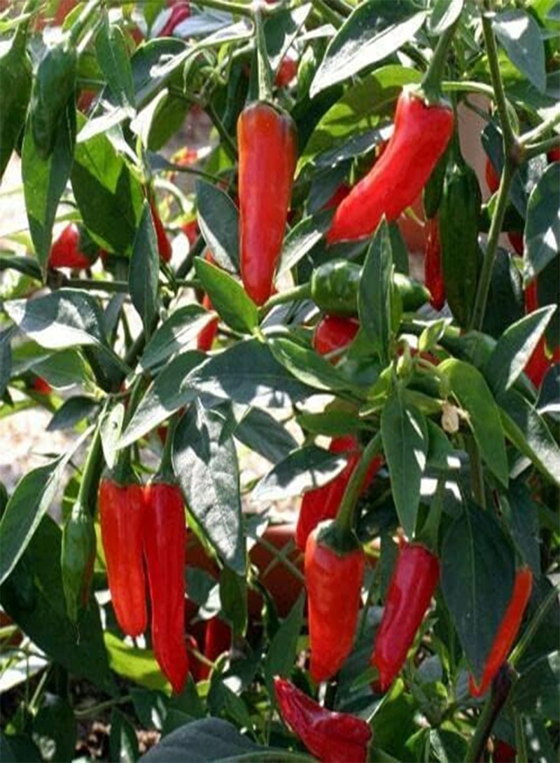 GGOOT Apache F1 Chili - Capsicum Annum Vegetable Seeds, Home Garden Planting by Heavy Torch, 100 Seeds - Image 1