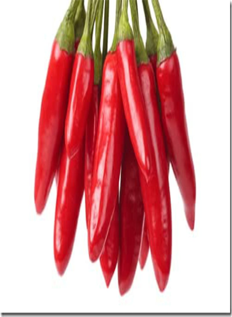GGOOT Apache F1 Chili - Capsicum Annum Vegetable Seeds, Home Garden Planting by Heavy Torch, 100 Seeds - Image 3