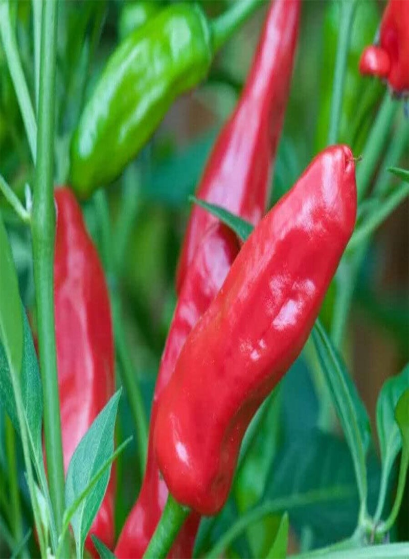 GGOOT Apache F1 Chili - Capsicum Annum Vegetable Seeds, Home Garden Planting by Heavy Torch, 100 Seeds - Image 2