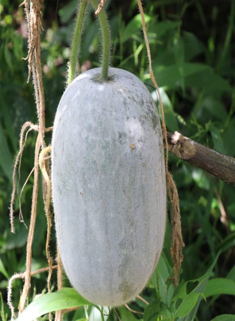 Wax Gourd - Benincasa Hispida Vegetable Seeds, Also Known As Winter Melon, Jali Kumra, Home Garden Planting by Heavy Torch, 10 Seeds