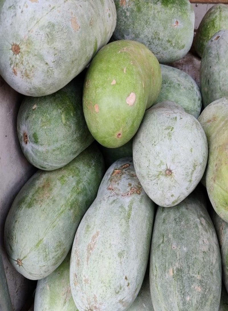 Wax Gourd - Benincasa Hispida Vegetable Seeds, Also Known As Winter Melon, Jali Kumra, Home Garden Planting by Heavy Torch, 10 Seeds