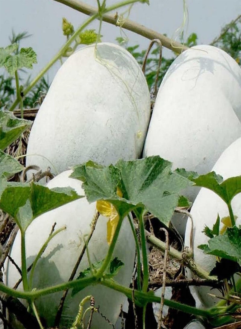 Wax Gourd - Benincasa Hispida Vegetable Seeds, Also Known As Winter Melon, Jali Kumra, Home Garden Planting by Heavy Torch, 10 Seeds