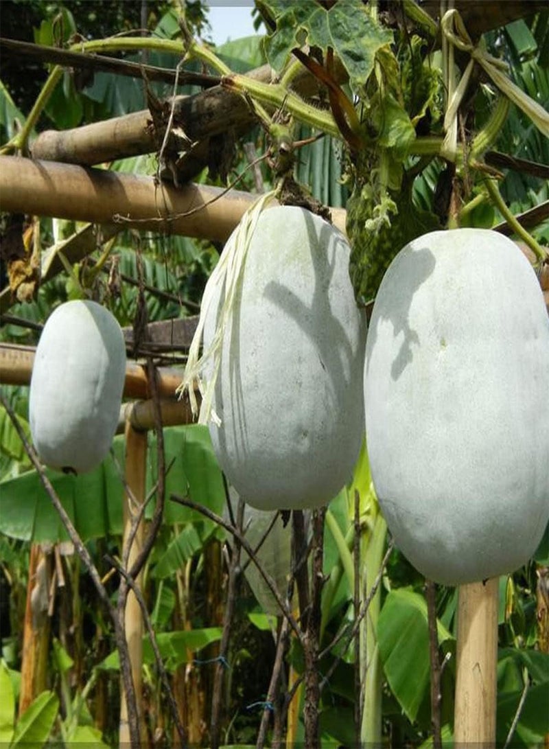 Wax Gourd - Benincasa Hispida Vegetable Seeds, Also Known As Winter Melon, Jali Kumra, Home Garden Planting by Heavy Torch, 10 Seeds