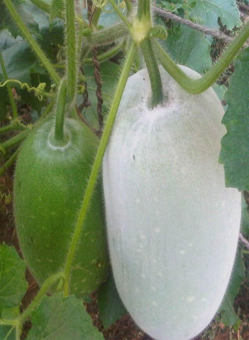Wax Gourd - Benincasa Hispida Vegetable Seeds, Also Known As Winter Melon, Jali Kumra, Home Garden Planting by Heavy Torch, 10 Seeds