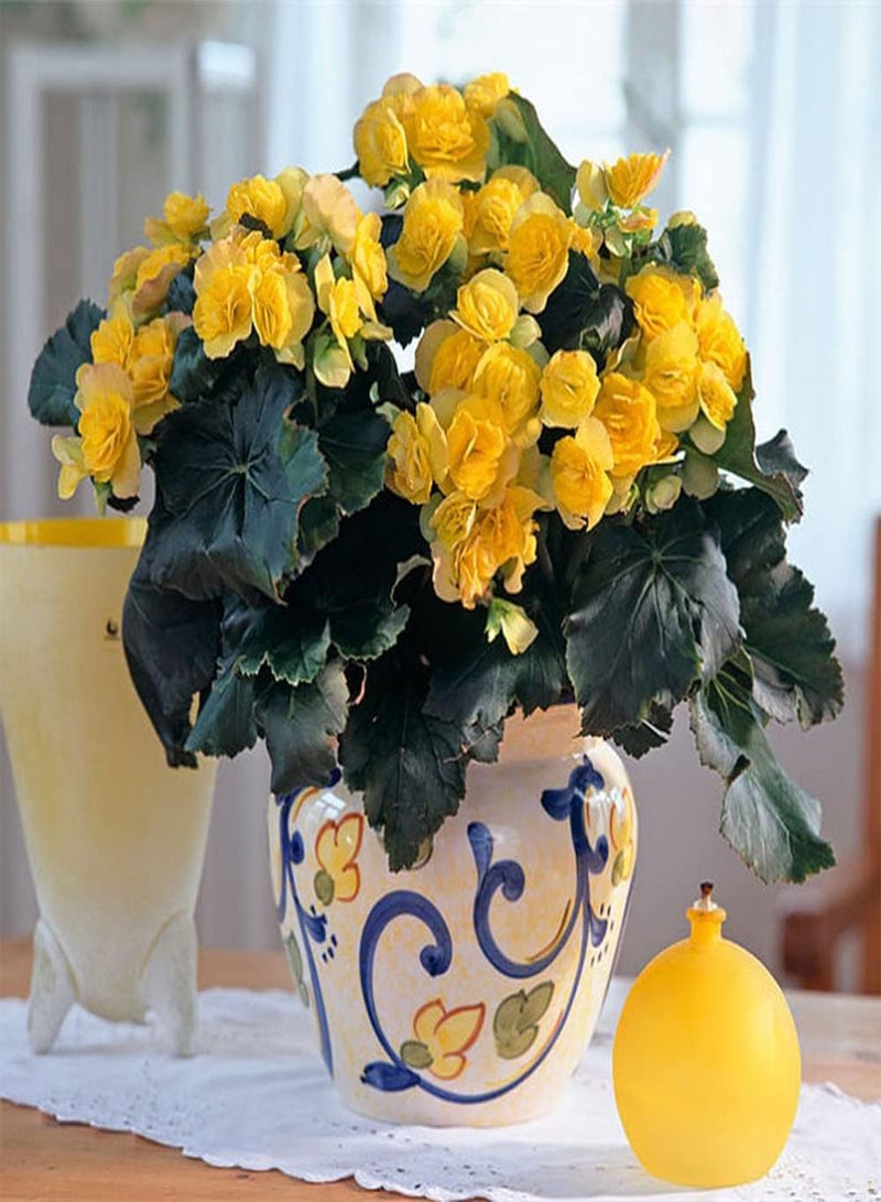 GGOOT 200Pcs Begonia Seeds Unique Variety of Yellow Flowers Easy to Plant Outdoor Edge Flower DIY Garden Craft Art Decoration Loved by Gardeners - Image 1