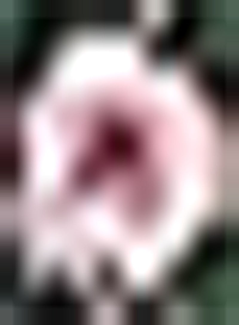 GGOOT 2pcs Mixed Color Dahlia Seeds Beautiful Perennial Brighten Up Garden Novice Friendly High Germination Rate Icing on Cake for Your Home Landscape - Image 1