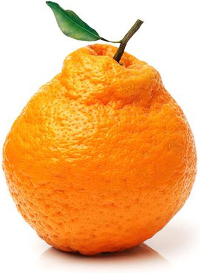 جي جوت 50 قطعة من بذور الحمضيات من صنف نادر من اليوسفي، فواكه لا غنى عنها في الحديقة، شجيرات معمرة، أشجار فاكهة دائمة الخضرة، أزهار مزهرة، ديكورات مزارع البساتين - Image 2