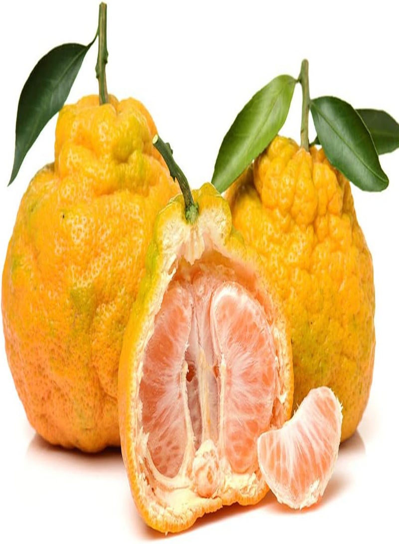 جي جوت 50 قطعة من بذور الحمضيات من صنف نادر من اليوسفي، فواكه لا غنى عنها في الحديقة، شجيرات معمرة، أشجار فاكهة دائمة الخضرة، أزهار مزهرة، ديكورات مزارع البساتين - Image 3