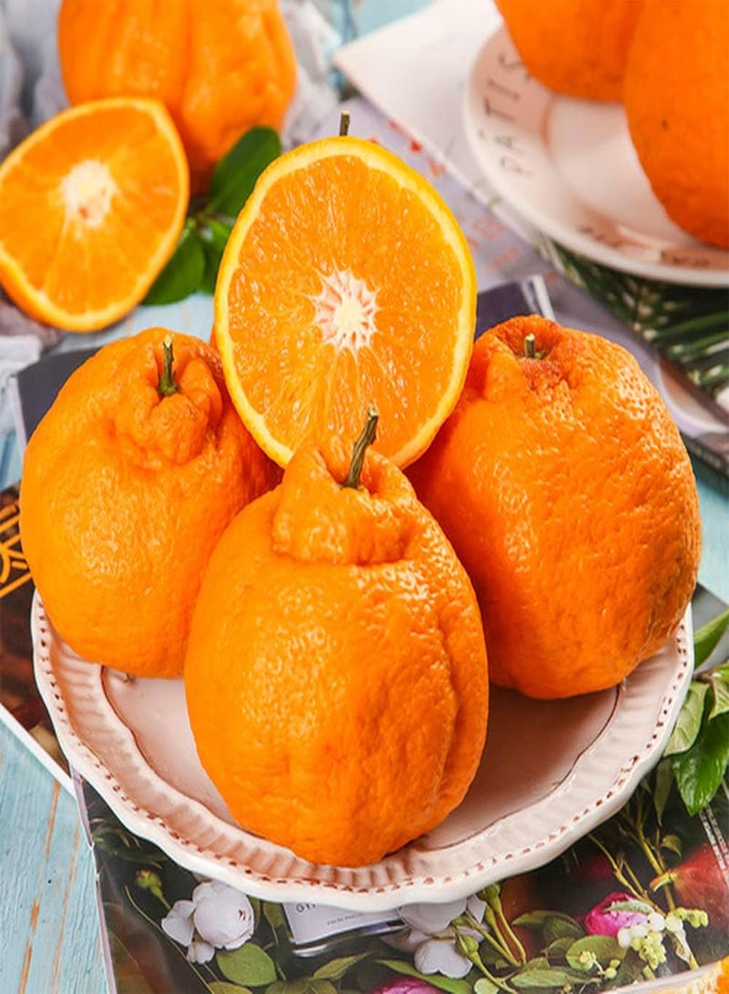 جي جوت 50 قطعة من بذور الحمضيات من صنف نادر من اليوسفي، فواكه لا غنى عنها في الحديقة، شجيرات معمرة، أشجار فاكهة دائمة الخضرة، أزهار مزهرة، ديكورات مزارع البساتين - Image 1