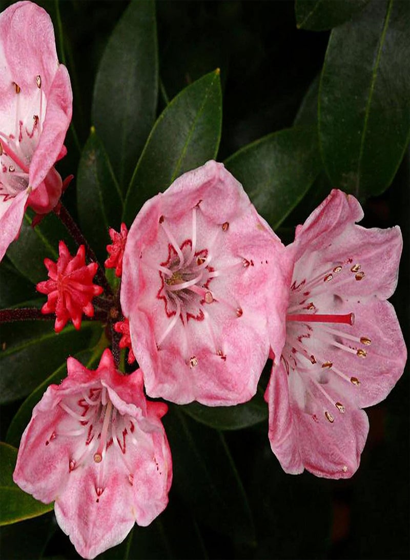 جي جوت 50 قطعة/حقيبة من بذور الغار الجبلي، بذور كالميا لاتيفوليا، مزهرة طازجة ومضغوطة ونادرة، مناسبة للحدائق وبذور الزهور المعمرة. - Image 5