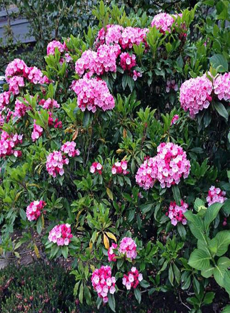 جي جوت 50 قطعة/حقيبة من بذور الغار الجبلي، بذور كالميا لاتيفوليا، مزهرة طازجة ومضغوطة ونادرة، مناسبة للحدائق وبذور الزهور المعمرة. - Image 2