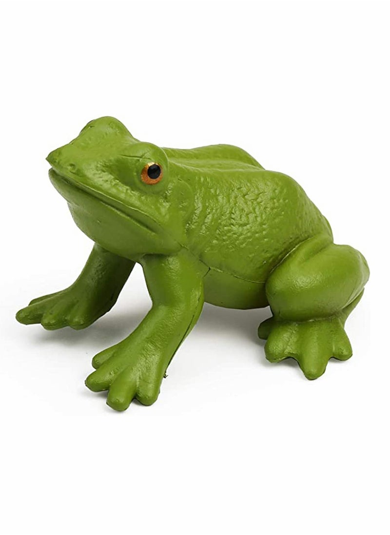 Realistic Frog Life Cycle Figures Set - Educational Amphibian Toy for Kids - 5PCS Frog Life Stages Model - STEM Learning Toy