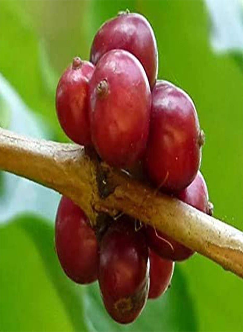 GGOOT 25pcs Coffea Canephora Robusta Coffee Plant Seeds - Image 3