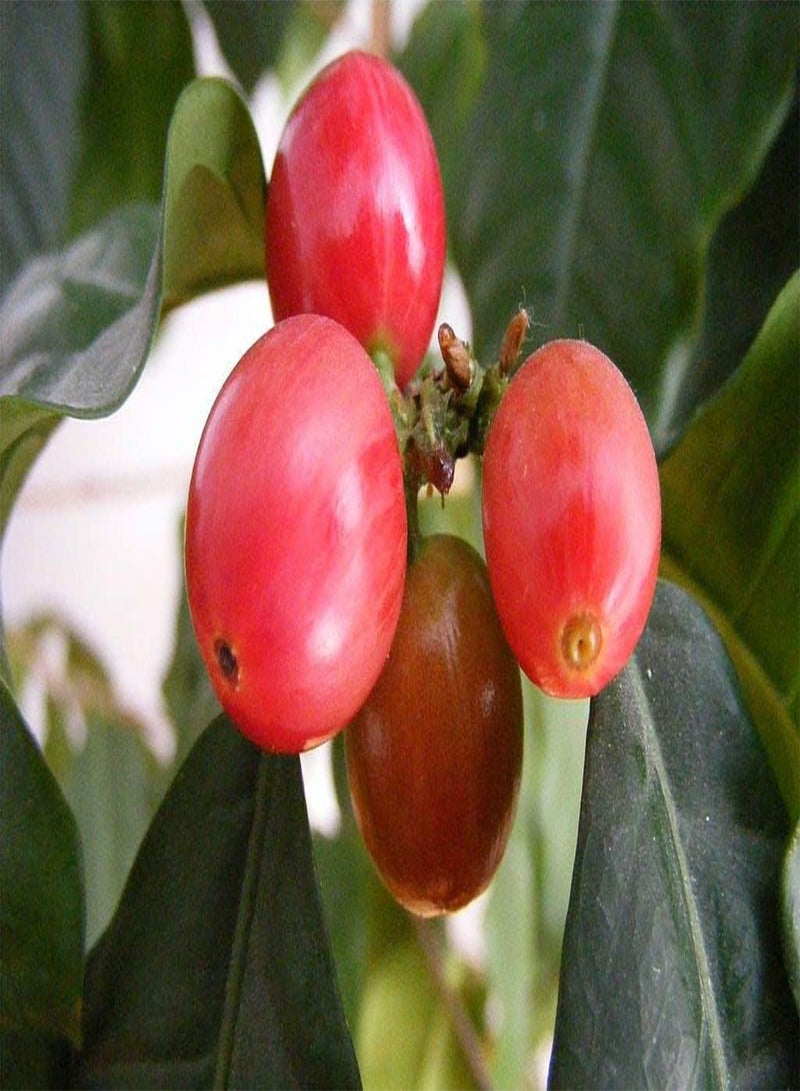 GGOOT 25pcs Coffea Canephora Robusta Coffee Plant Seeds - Image 2