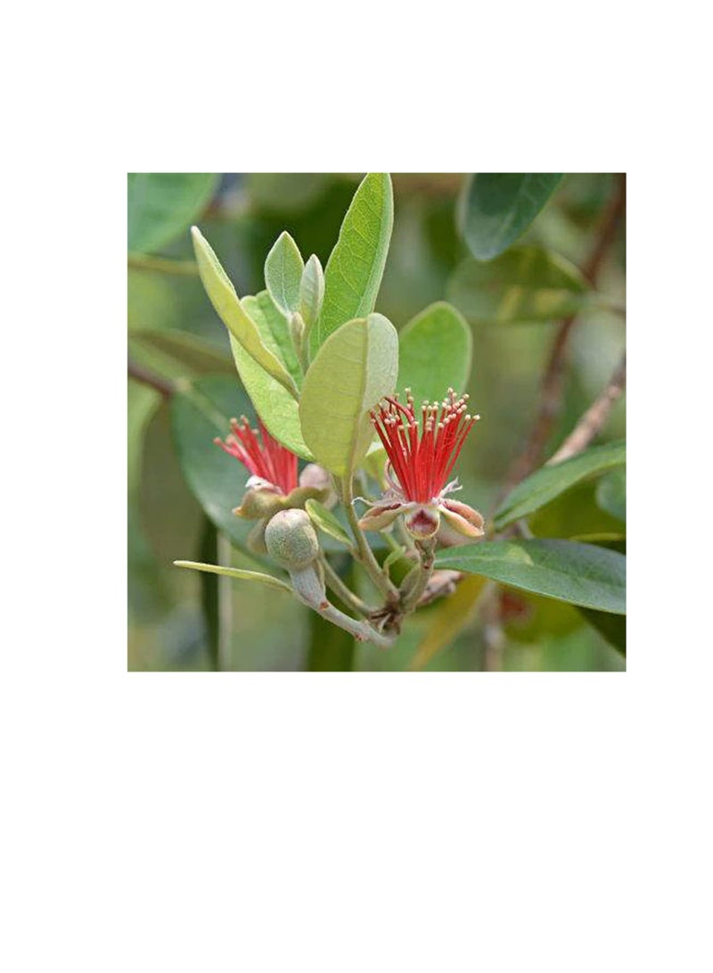 Generic 200 Pcs/Bag ACCA Sellowiana Seeds Nutritional Edible Compact Evergreen Pineapple Guava Seeds for Planting in Lawn Beds Garden Feijoa Berg Seeds One Size - Image 3