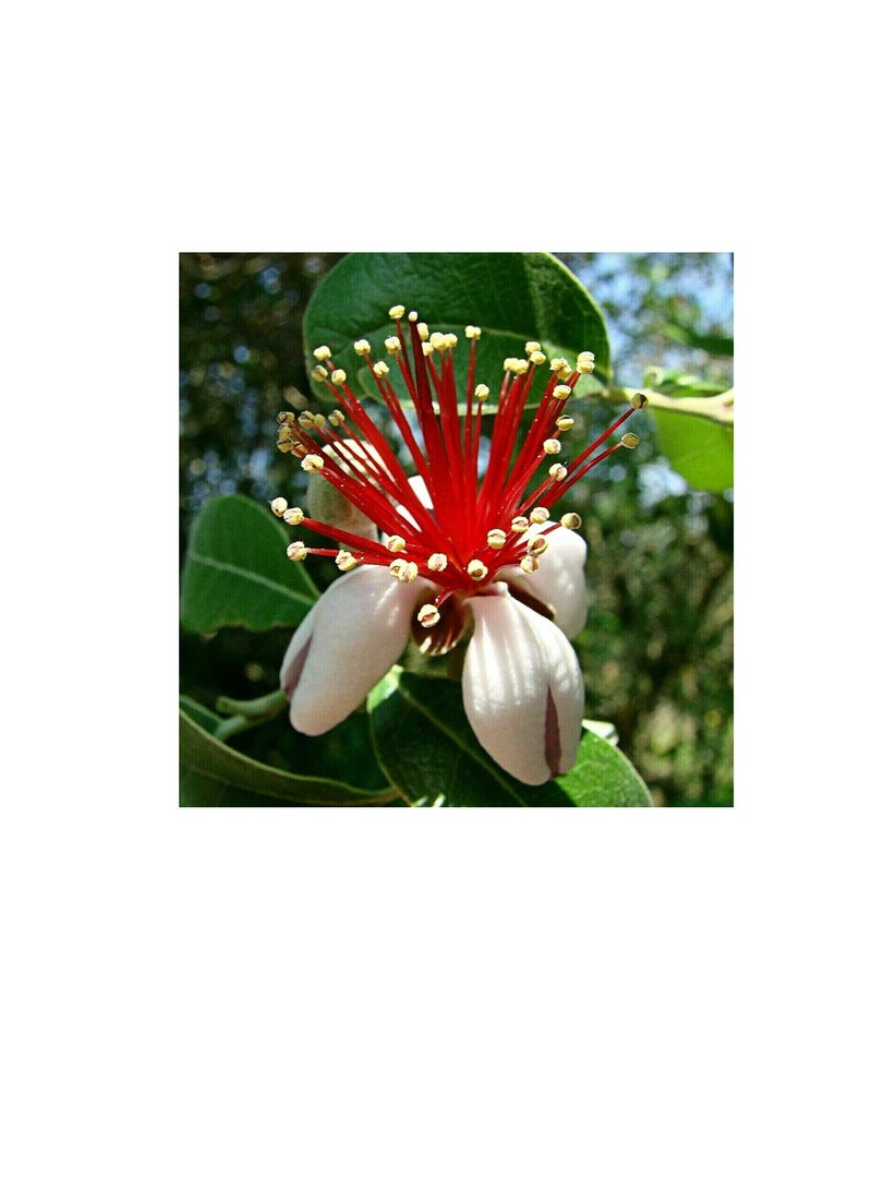 Generic 200 Pcs/Bag ACCA Sellowiana Seeds Nutritional Edible Compact Evergreen Pineapple Guava Seeds for Planting in Lawn Beds Garden Feijoa Berg Seeds One Size - Image 2
