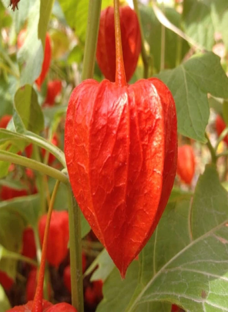 جي جوت 100 قطعة من بذور فيزاليس بيروفيانا ذات شكل فانوس فريد من نوعه، فاكهة حمراء غنية بالعصير للزراعة في المزارع الخارجية، قدرة قوية على التكيف، لا تحتاج إلى الكثير من العناية - Image 2