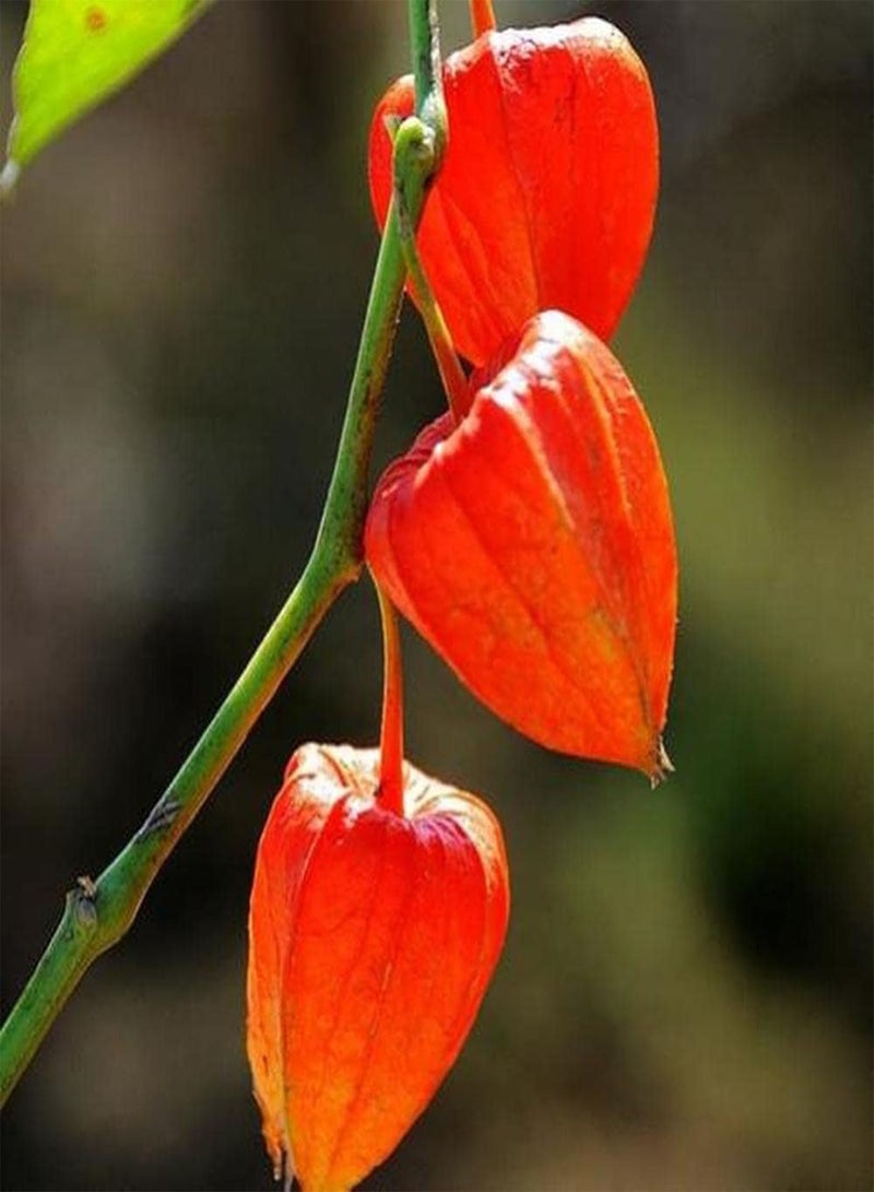 جي جوت 100 قطعة من بذور فيزاليس بيروفيانا ذات شكل فانوس فريد من نوعه، فاكهة حمراء غنية بالعصير للزراعة في المزارع الخارجية، قدرة قوية على التكيف، لا تحتاج إلى الكثير من العناية - Image 1