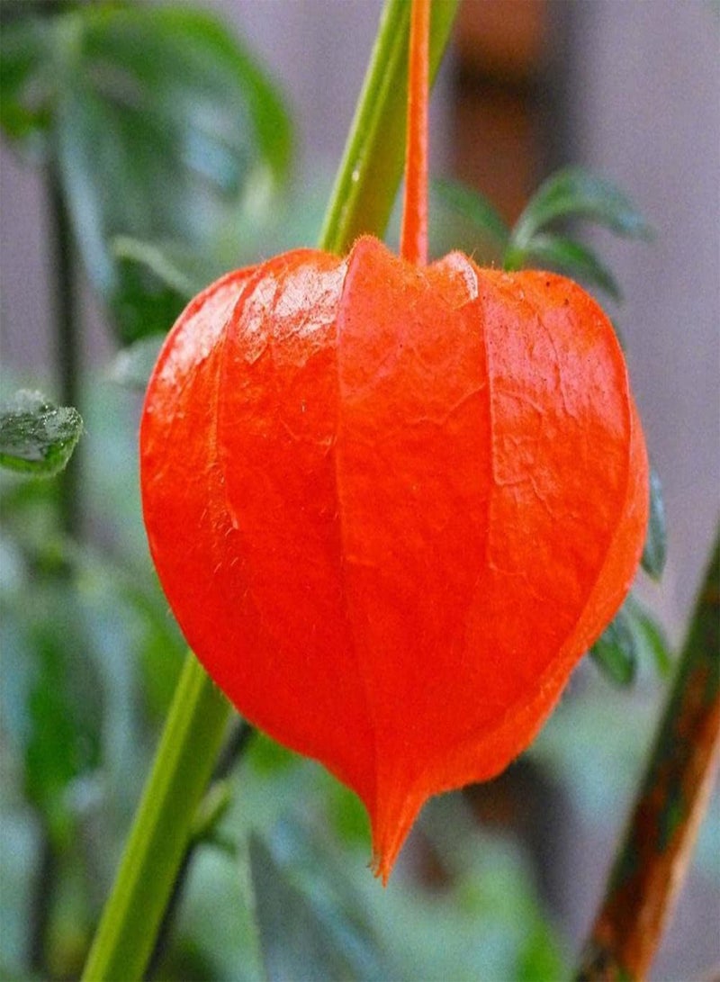 جي جوت 100 قطعة من بذور فيزاليس بيروفيانا ذات شكل فانوس فريد من نوعه، فاكهة حمراء غنية بالعصير للزراعة في المزارع الخارجية، قدرة قوية على التكيف، لا تحتاج إلى الكثير من العناية - Image 3