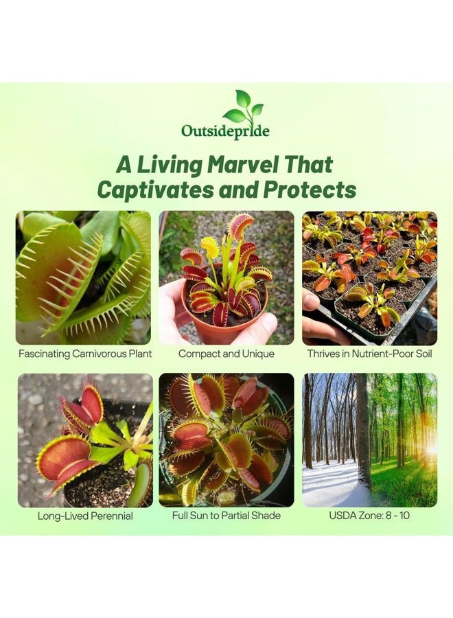 Outsidepride Venus Flytrap Seeds - 10 Pcs Perennial, Unique & Carnivorous, Indoor Plant Seeds for House Plants, Easy to Grow & Low Maintenance, Ideal for Terrariums, Pots, & Non-Winter Hardy Zones - Image 2