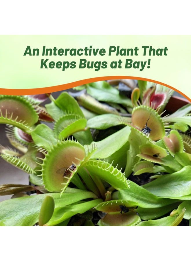 Outsidepride Venus Flytrap Seeds - 10 Pcs Perennial, Unique & Carnivorous, Indoor Plant Seeds for House Plants, Easy to Grow & Low Maintenance, Ideal for Terrariums, Pots, & Non-Winter Hardy Zones - Image 5