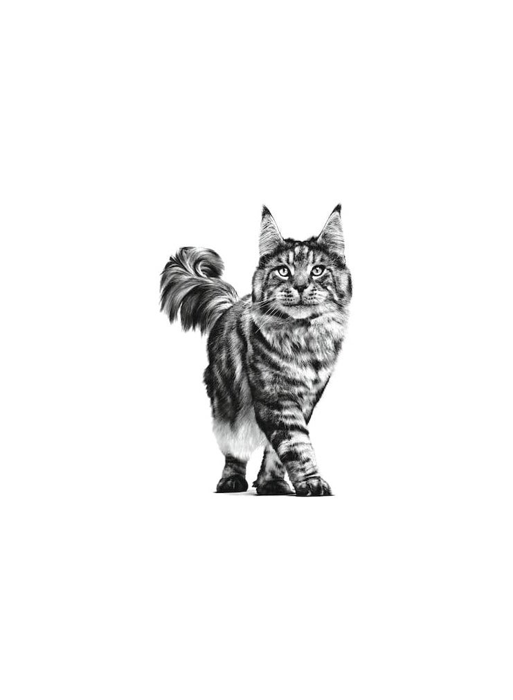 Royal Canin Fcn Feline Care Nutrition Digestive  Cat Dry Food - Image 2