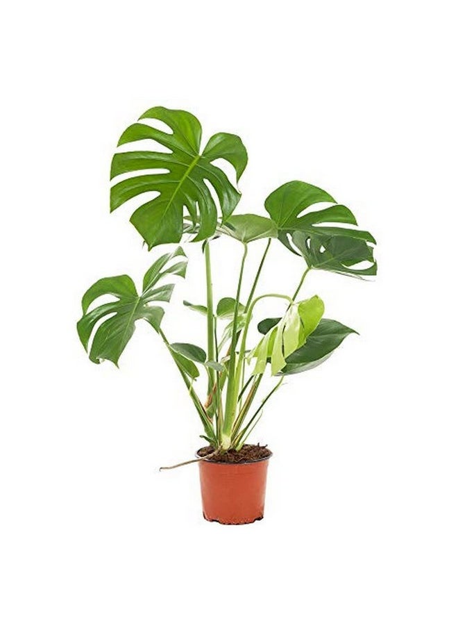 المزارع المبدع - أفضل أنواع الجبن السويسري Monstera Deliciosa - Image 1