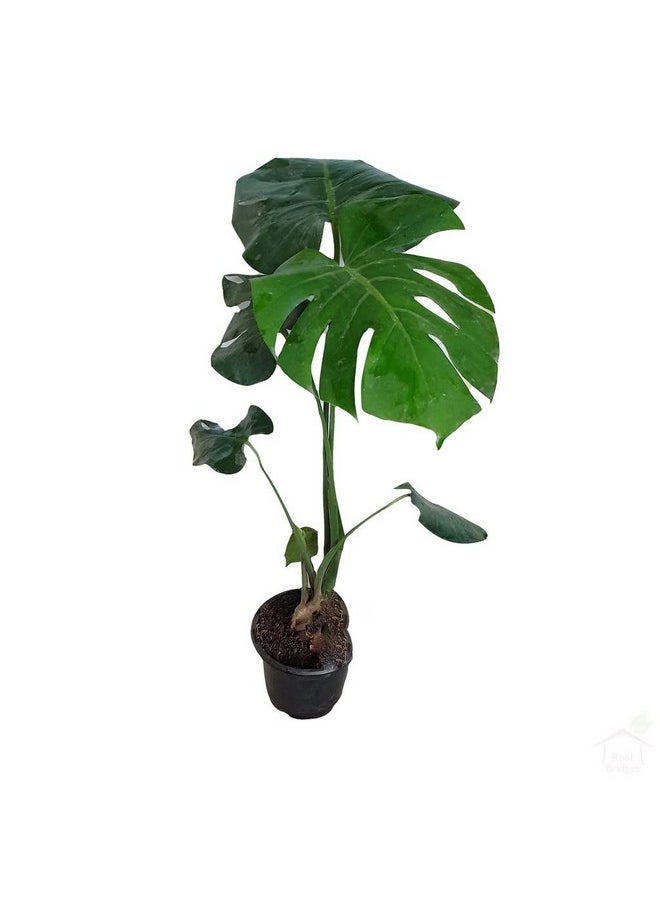 المزارع المبدع - أفضل أنواع الجبن السويسري Monstera Deliciosa - Image 1