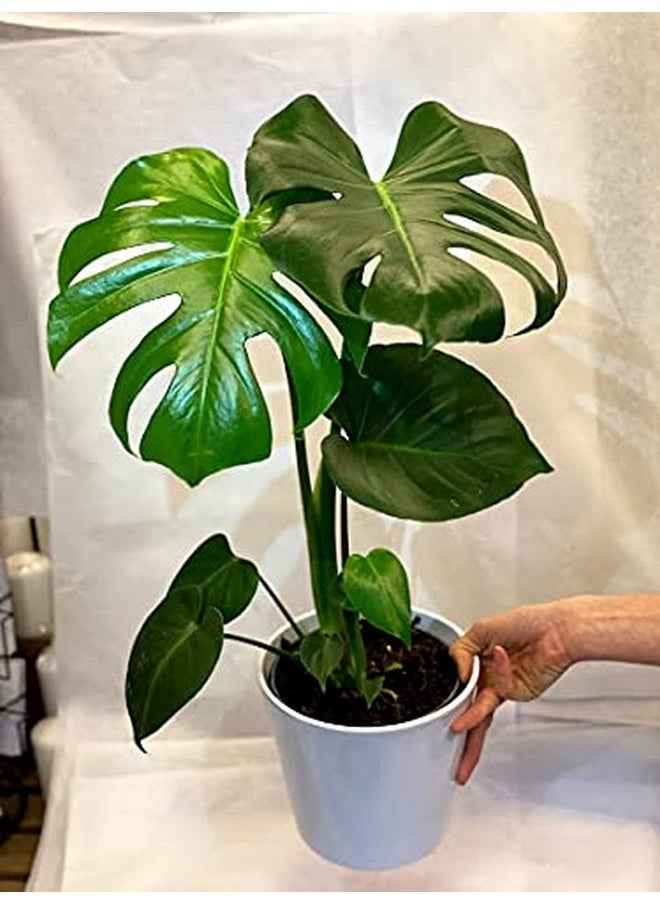 المزارع المبدع - أفضل أنواع الجبن السويسري Monstera Deliciosa - Image 1