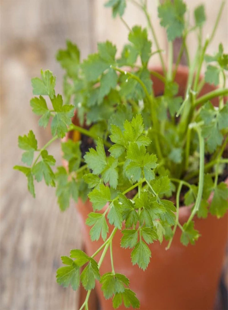 جي جوت 100 قطعة من بذور الكزبرة، تنمو بنفسك، خضروات عشبية خضراء غير معدلة وراثيًا، ذات رائحة قوية، يمكن استخدامها للتتبيل أو كزينة داخلية - Image 3