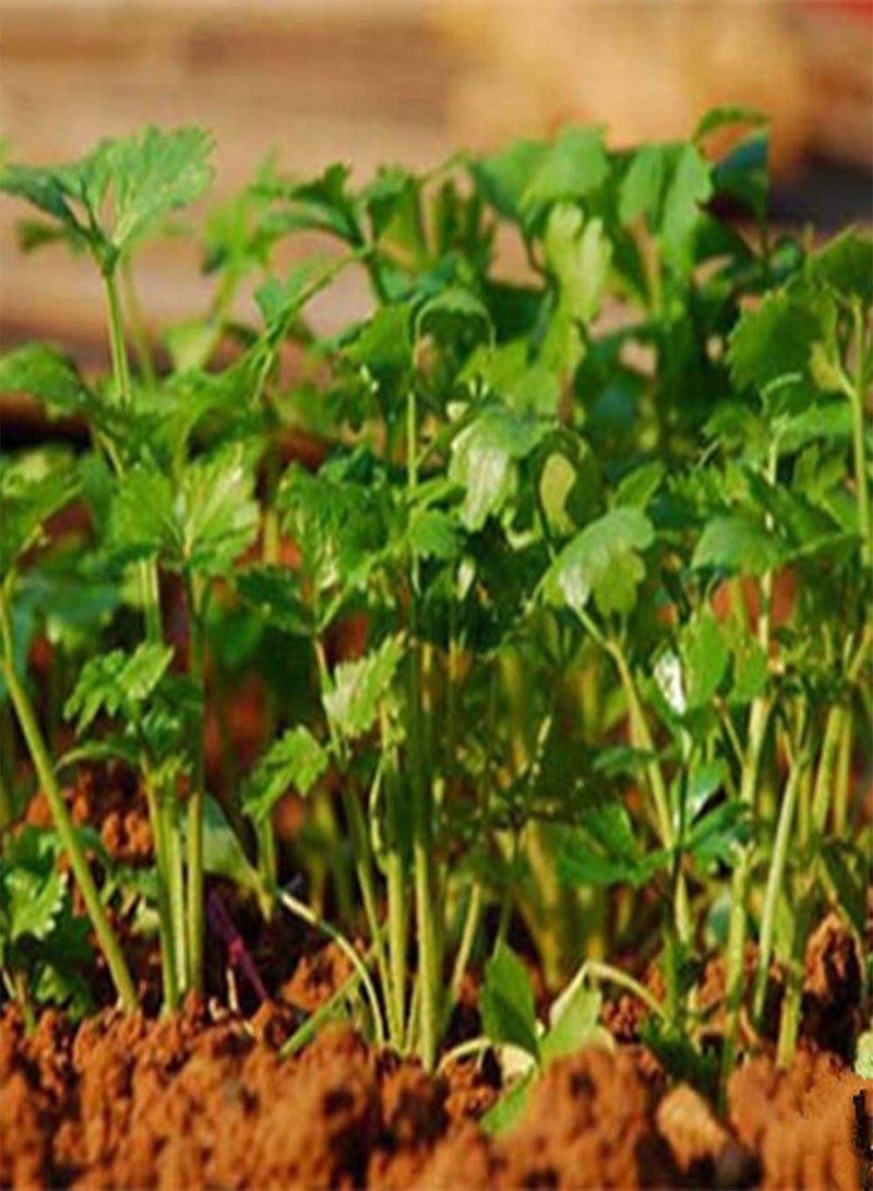 جي جوت 100 قطعة من بذور الكزبرة، تنمو بنفسك، خضروات عشبية خضراء غير معدلة وراثيًا، ذات رائحة قوية، يمكن استخدامها للتتبيل أو كزينة داخلية - Image 1