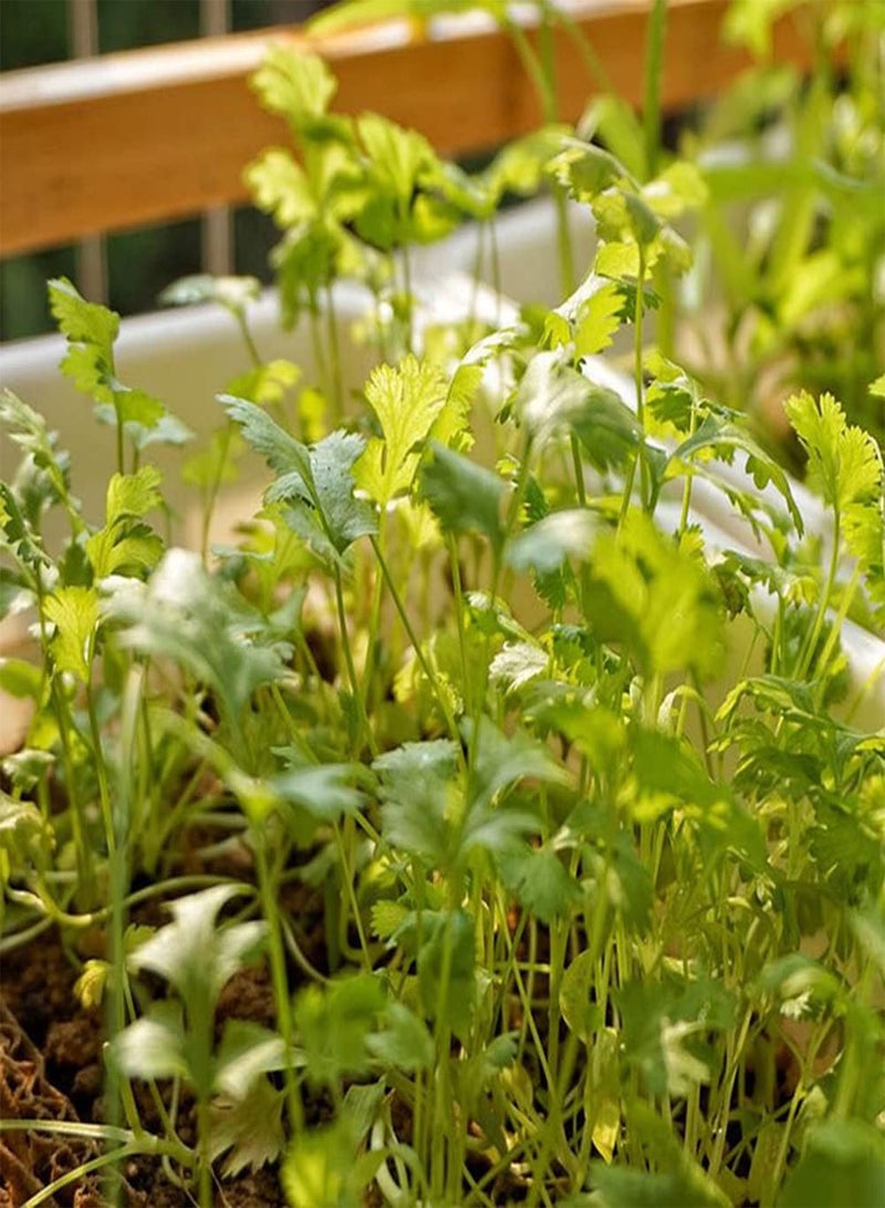 جي جوت 100 قطعة من بذور الكزبرة، تنمو بنفسك، خضروات عشبية خضراء غير معدلة وراثيًا، ذات رائحة قوية، يمكن استخدامها للتتبيل أو كزينة داخلية - Image 2