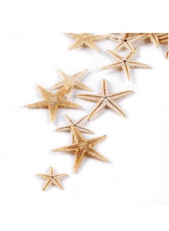 KASTWAVE 100 Pcs Small Starfish Star Sea Shell Beach for Craft 0.4"-1.9"Starfish for Wedding Decor, Beach Theme Party, Home Decoration  - Image 3