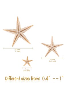 KASTWAVE 100 Pcs Small Starfish Star Sea Shell Beach for Craft 0.4"-1.9"Starfish for Wedding Decor, Beach Theme Party, Home Decoration  - Image 5