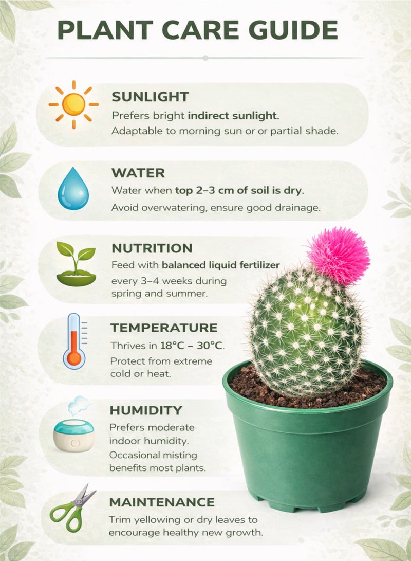 PLANT Pink Flowering Cactus Live Plant | Small Decorative Indoor Cactus Succulent | Easy Care Mini Desert Plant for Home Office Desk Decor - Image 3