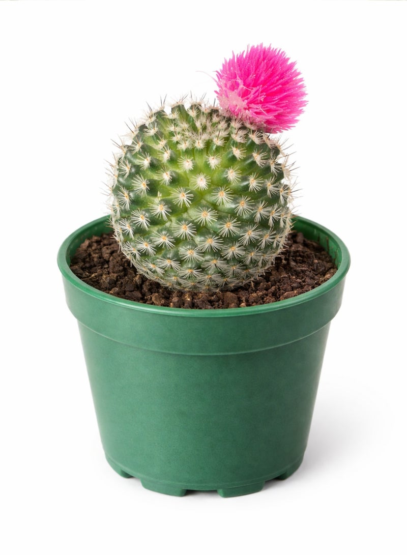 PLANT Pink Flowering Cactus Live Plant | Small Decorative Indoor Cactus Succulent | Easy Care Mini Desert Plant for Home Office Desk Decor - Image 4