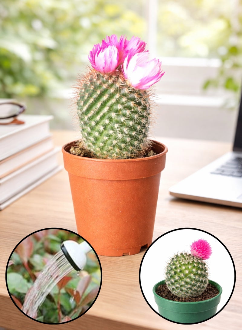PLANT Pink Flowering Cactus Live Plant | Small Decorative Indoor Cactus Succulent | Easy Care Mini Desert Plant for Home Office Desk Decor - Image 1