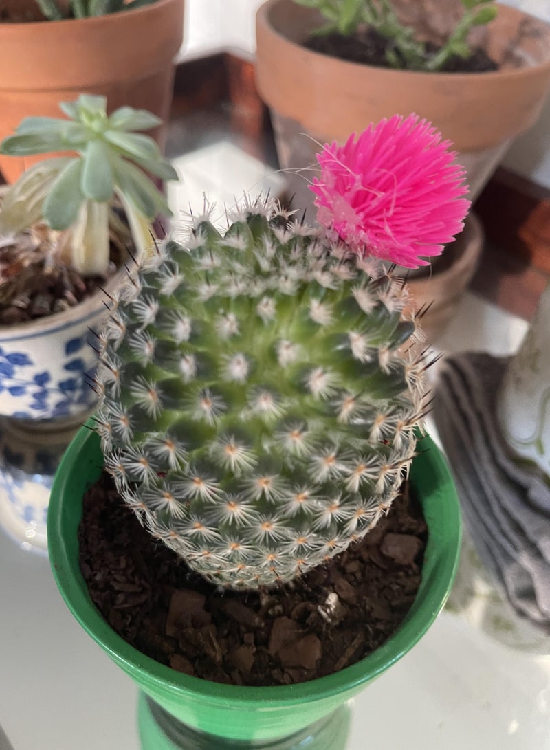 PLANT Pink Flowering Cactus Live Plant | Small Decorative Indoor Cactus Succulent | Easy Care Mini Desert Plant for Home Office Desk Decor - Image 5