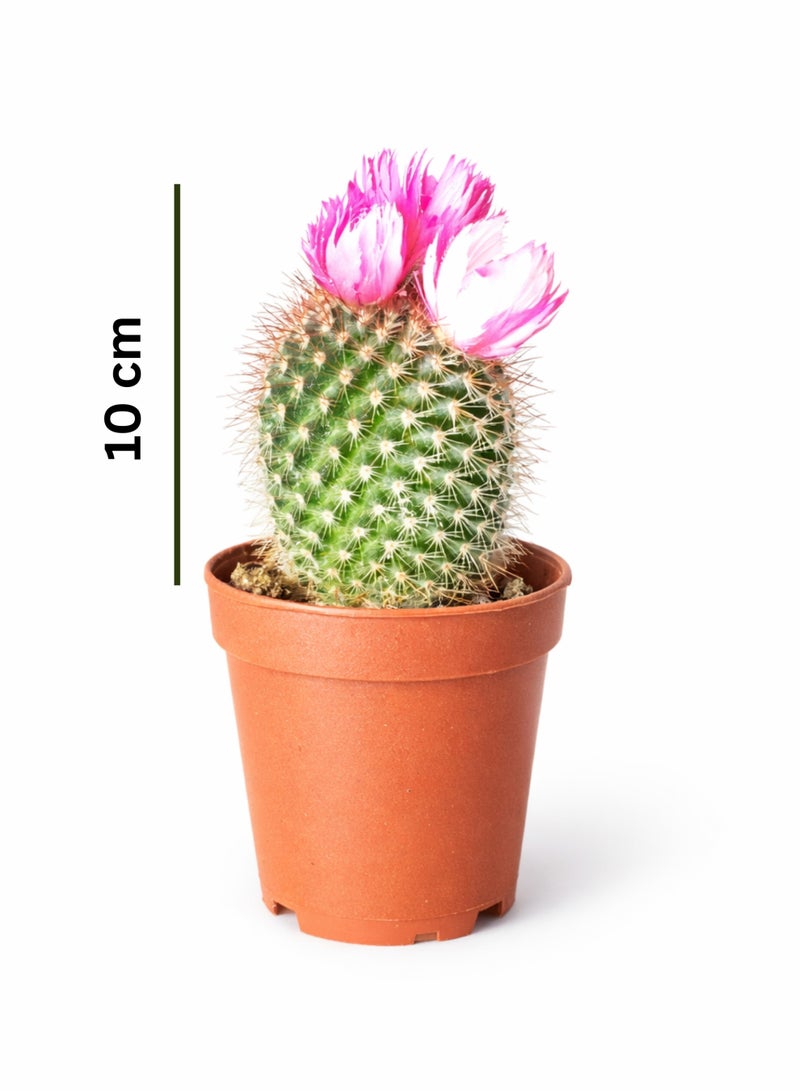 PLANT Pink Flowering Cactus Live Plant | Small Decorative Indoor Cactus Succulent | Easy Care Mini Desert Plant for Home Office Desk Decor - Image 2