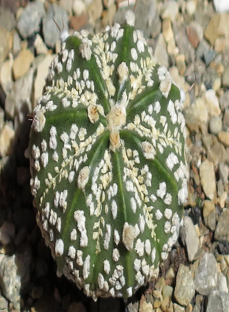 Astrophytum Asterias Super Kabuto (PKD) Exotic Rare Cactus Globular 100 Seeds
