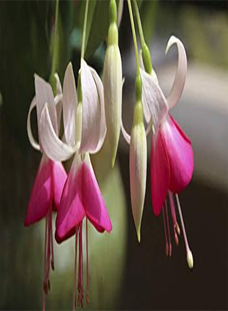 GGOOT seeds Fresh 100 pcs Double Petals Fuchsia Flower Seeds for Planting Pink 2