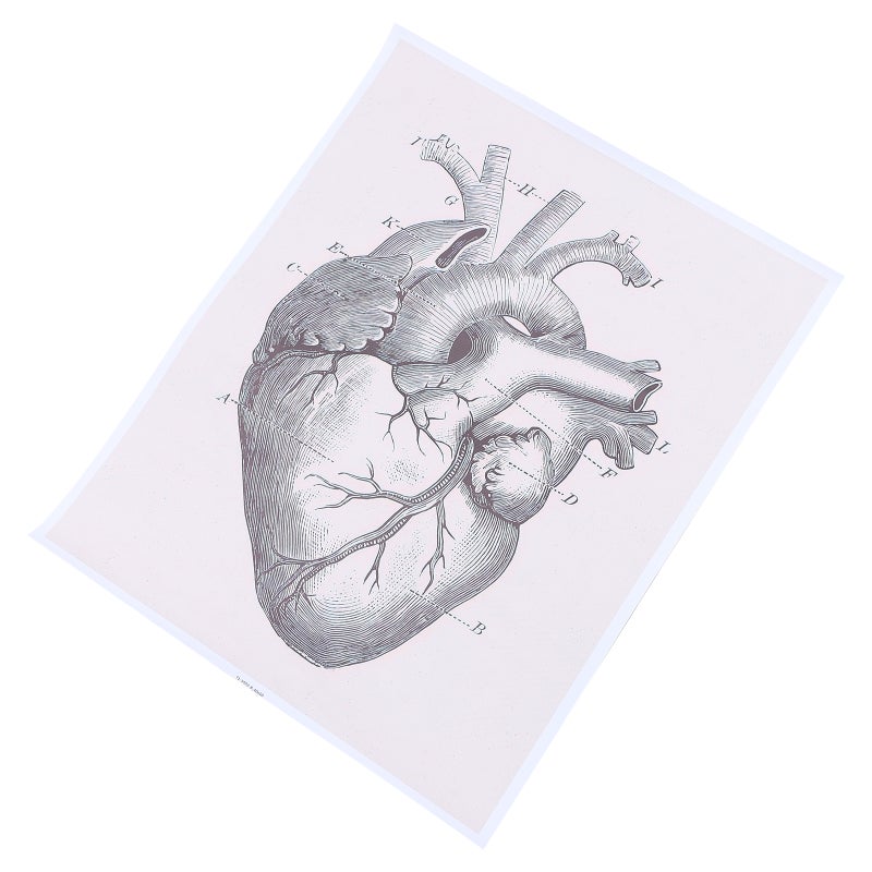 1pc Human Organ Chart Living Room Decorative Painting Heart Drawing - Image 1