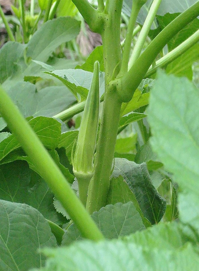 GGOOT 200Pcs Okra Seeds Fresh Green Vegetable Seeds Easy to Plant Garden Yard Farm Bonsai Plant Seeds Okra Seeds - Image 3