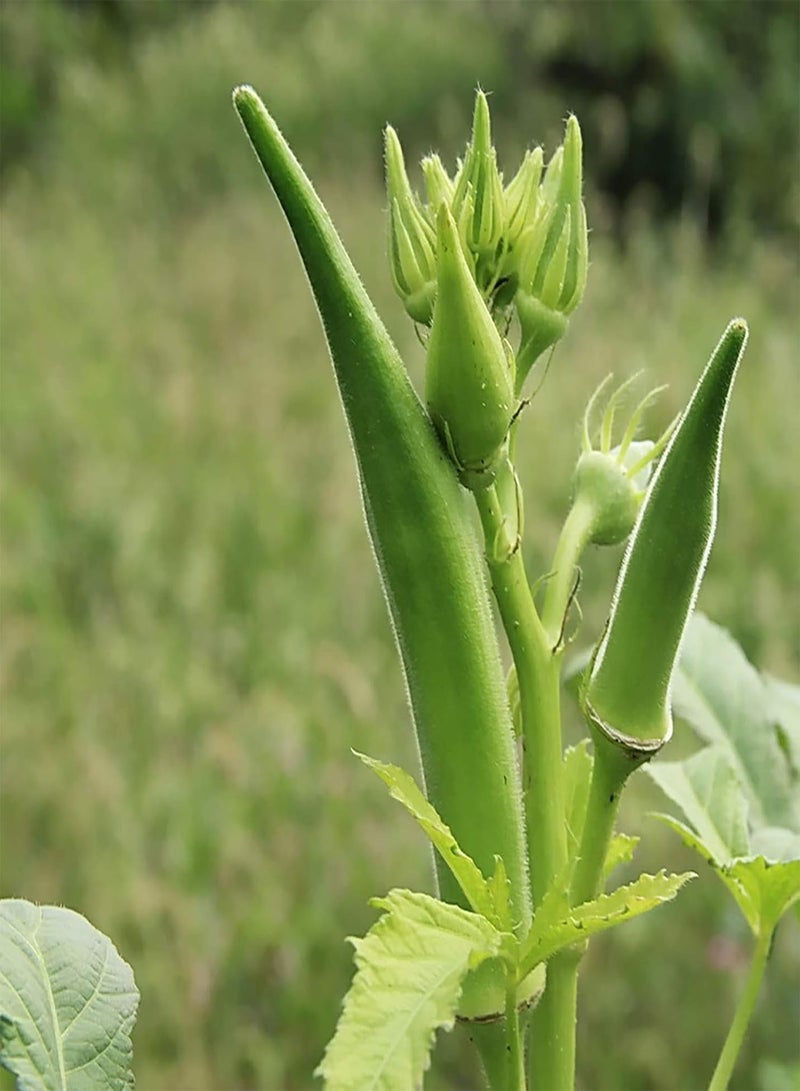 GGOOT 200Pcs Okra Seeds Fresh Green Vegetable Seeds Easy to Plant Garden Yard Farm Bonsai Plant Seeds Okra Seeds - Image 4