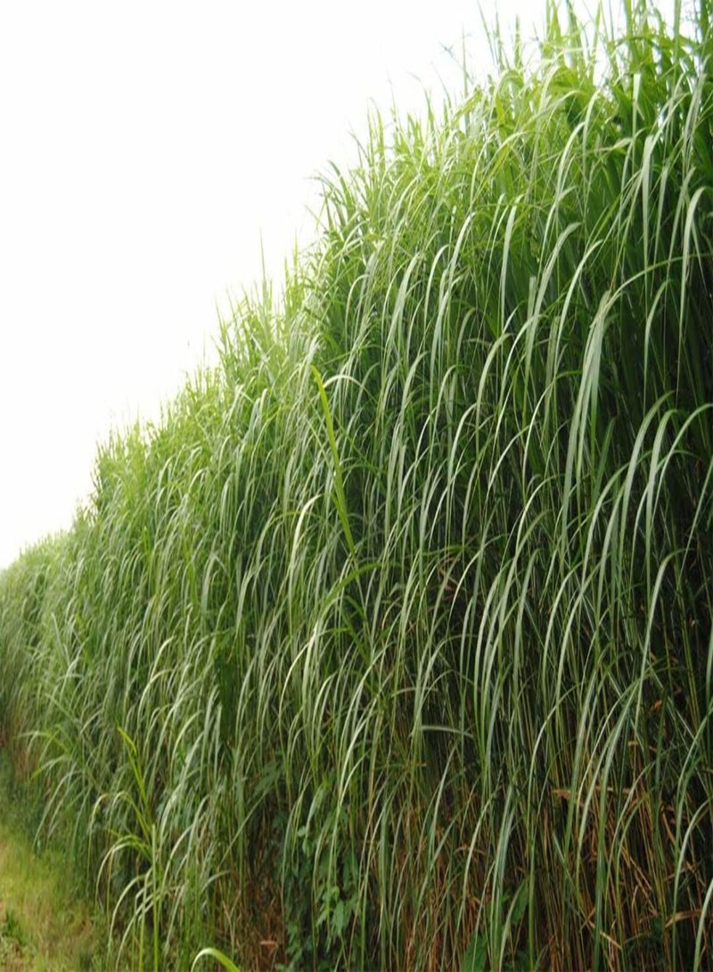 GGOOT Giant Elephant Grass 20+ Seeds - Image 2