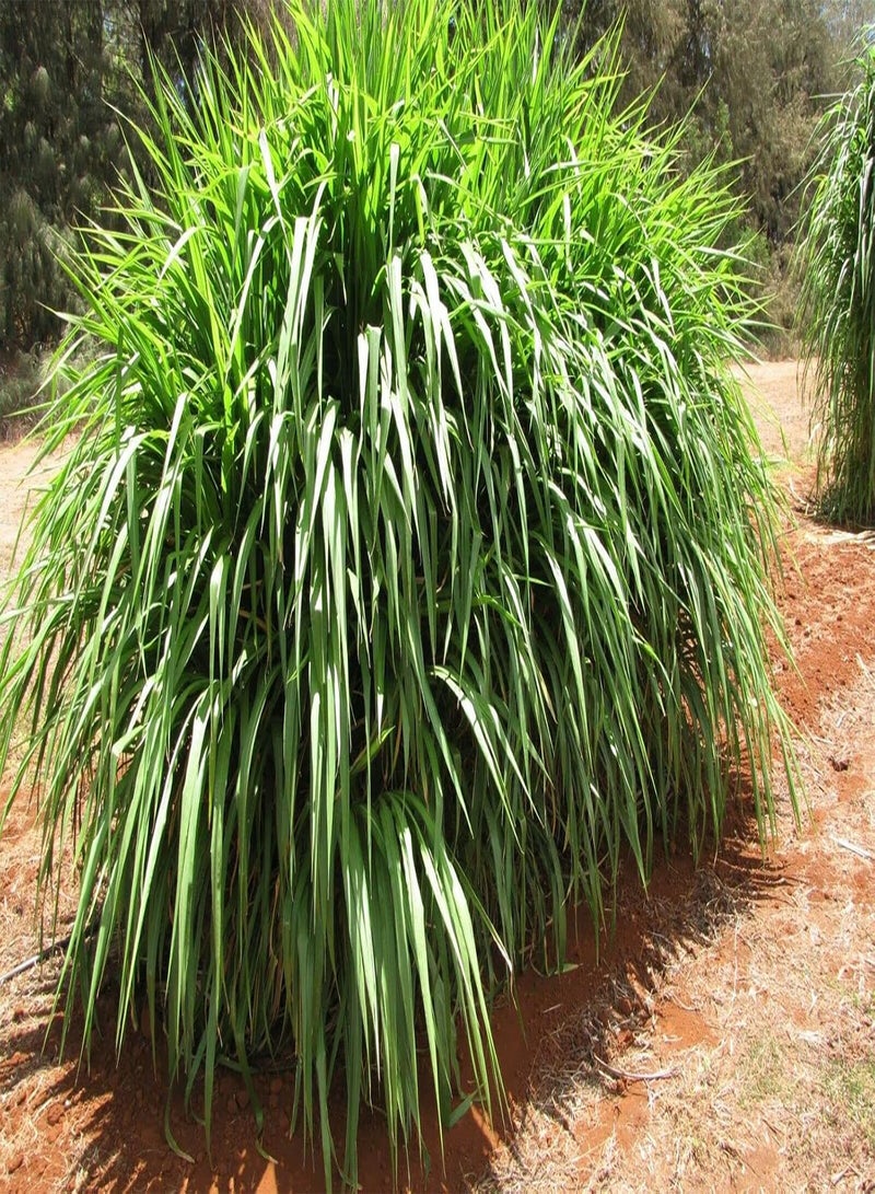 GGOOT Giant Elephant Grass 20+ Seeds - Image 3